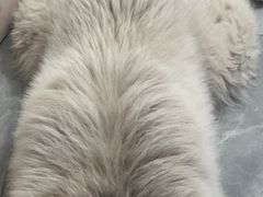 -翊宠yipet猫狗购宠庄园犬舍•猫舍