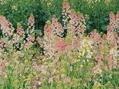 -三圣花乡旅游区