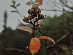 -铁山坪森林公园