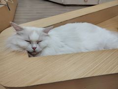 -瞄一喵猫咖(格力海岸店)