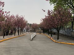 -嘉定紫藤园