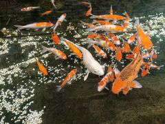 -聚缘堂·海鲜私房菜(松岭路店)