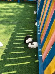 -萌宠亲子动物乐园(槐房万达店)