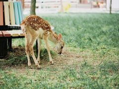 -北京鹿世界主题园