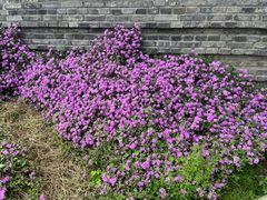 -白鹭湾湿地公园