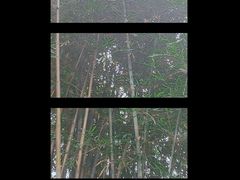 -田心森林公园