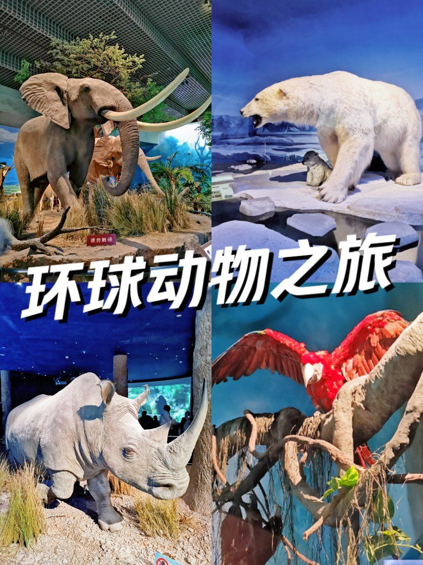 震撼的环球动物之旅在天津❗亲子半日游好去处