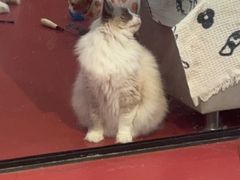 -和它·交个朋友·狗咖猫咖(爱琴海店)