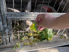 -小鱼草莓采摘园农家乐·小鱼餐厅