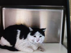 -萌兽医馆·犬猫专科·眼科中心·宠物医院(朝阳门分院)