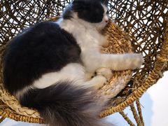 -飞行喵MR PILOT|猫舍·猫咖(静安大融城店)