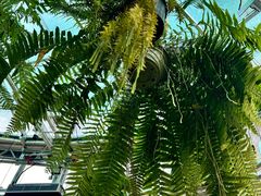 -国家植物园南园