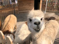 -萌宠亲子动物乐园(槐房万达店)