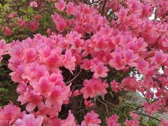 -木兰云雾山