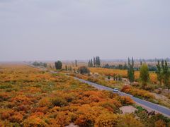 -金塔沙漠胡杨林景区
