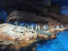 -海合安武汉极地海洋公园