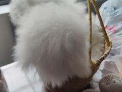 -宠伴小精灵宠物店(鼓楼店)