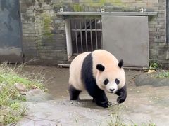 -都江堰中华大熊猫苑