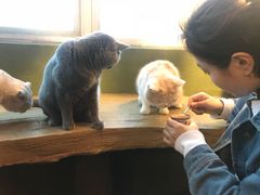 -猫猫幼稚园·撸猫·桌游·电玩