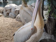 -海合安武汉极地海洋公园