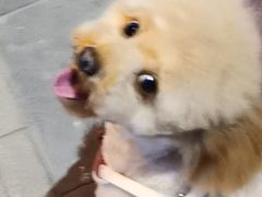 -极木²邸 人与宠物·互动社区