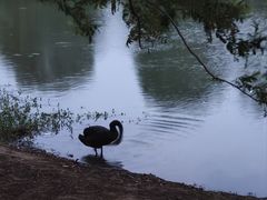 -瑶湖郊野森林公园
