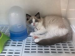 -lincat·猫舍(广州店)