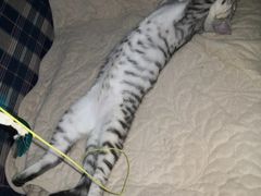 -纳吉亚猫专科动物诊疗中心(蒋宅口分院)