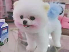 -宠爱多约克夏马尔济斯泰迪小型犬专卖