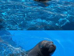-上海海昌海洋公园