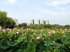 -太阳宫公园
