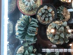 -双季花艺园艺市场(浦东店)