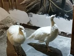 -海合安武汉极地海洋公园