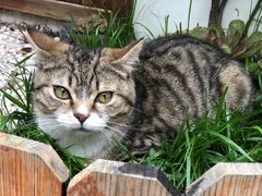 -喵屿·大理花园猫咖