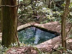 -天目山大树王景区