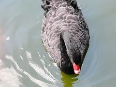 -海南热带野生动植物园