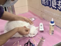-北京观赏动物医院·24小时大型综合·猫专科·异宠专科