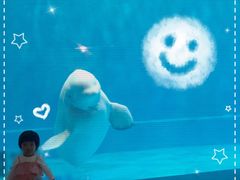 -芜湖新华联大白鲸海洋公园