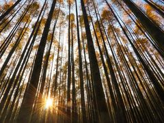 -山王坪喀斯特国家生态公园