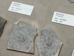 -浙江自然博物院(杭州馆)