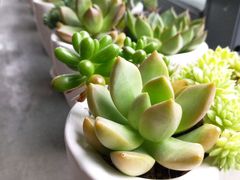 -田园东方蜜桃村的田野营地