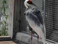 -盐城丹顶鹤湿地生态旅游区
