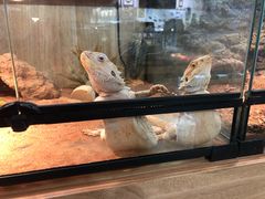 -钓仓鼠(洋桥北里小区店)