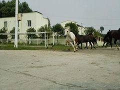 -重庆和泰马术俱乐部