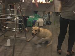 -PETKIT小佩宠物(古北店)