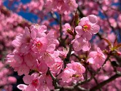 -崇圣寺三塔文化旅游区