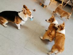 -汪说·狗咖(旺城大厦店)