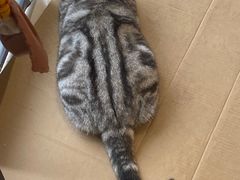 -平行世界·猫咖(首经贸店)