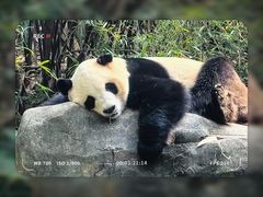 -广州长隆野生动物世界