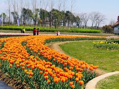 -杭州湾海上花田景区
